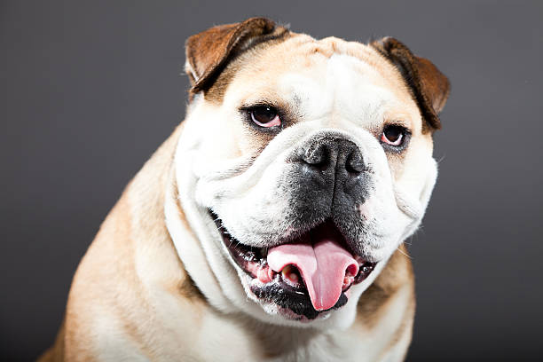 istock English bulldog against dark grey background. Studio portrait. 487853477