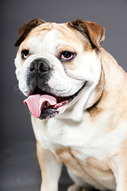 istock English bulldog against dark grey background. Studio portrait. 487853511