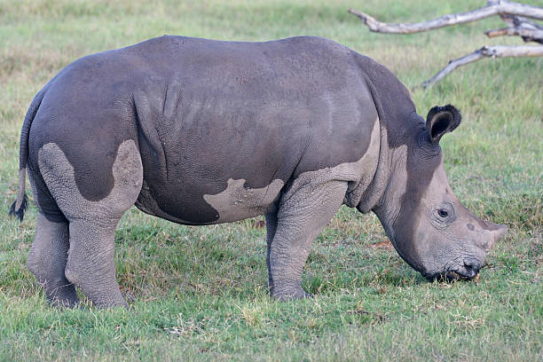 istock Wet Rhino calf in Camo 487853907