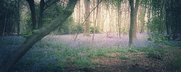 istock Ethereal bluebell wood 487854429