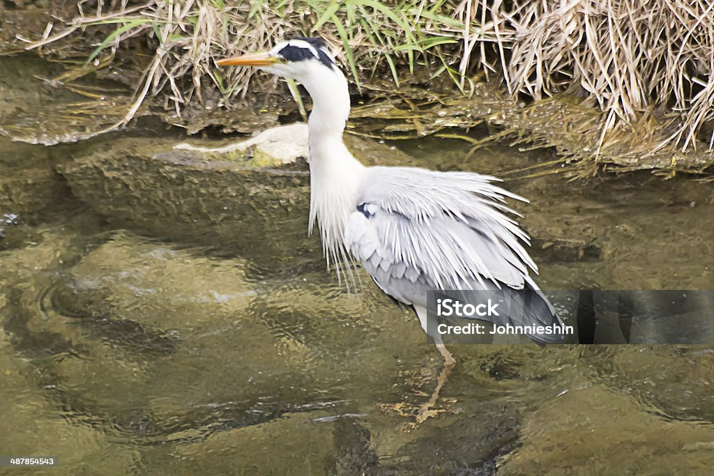 Grey Heron's Trembling Grey Heron's Trembling at CheongGyeCheon Stream. Animal Stock Photo