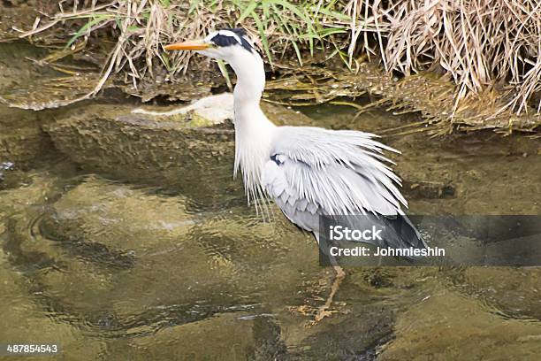 Grey Herons Trembling Stock Photo - Download Image Now - Animal, Animal Wildlife, Animals In The Wild