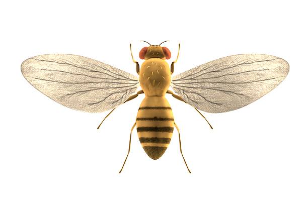 istock drozophila melanogast 487854645