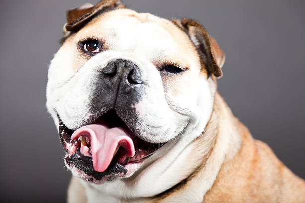 istock English bulldog against dark grey background. Studio portrait. 487854785
