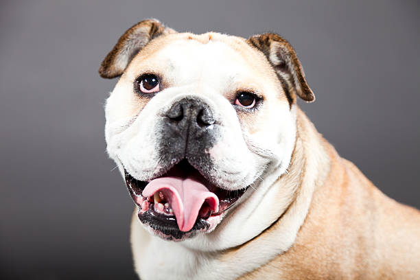 istock English bulldog against dark grey background. Studio portrait. 487854789