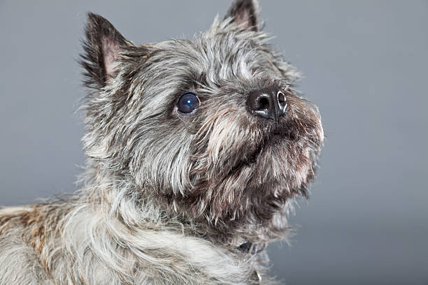 istock Cairn terrier dog with gray fur. Studio shot. 487855451