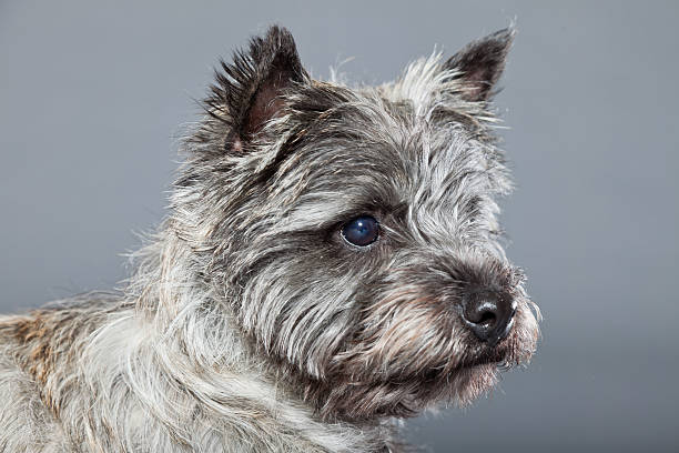 istock Cairn terrier dog with gray fur. Studio shot. 487855453