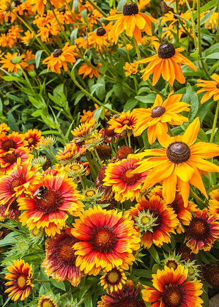 istock Black eyed susan Rudbeckia hirta flowers 487855471