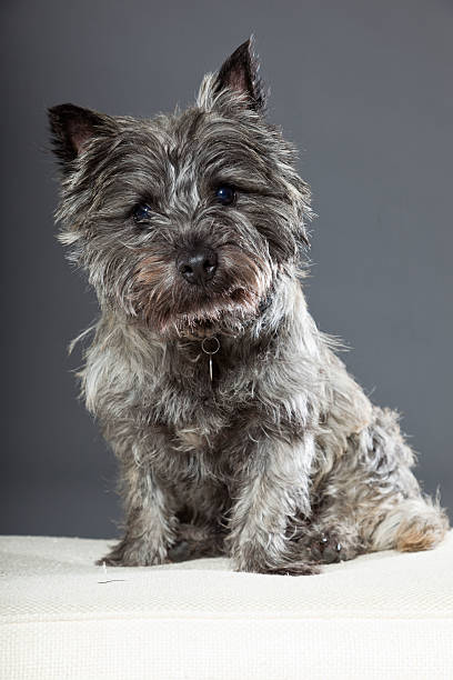 Cairn terrier dog with gray fur. Studio shot against grey background.