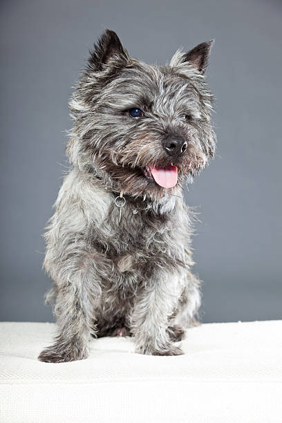 istock Cairn terrier dog with gray fur. Studio shot. 487856661