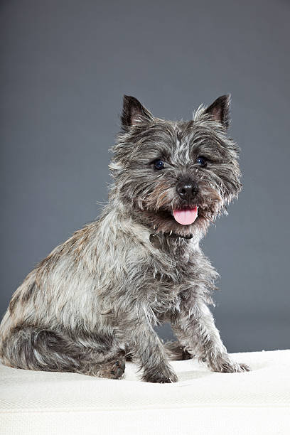 istock Cairn terrier dog with gray fur. Studio shot. 487856663