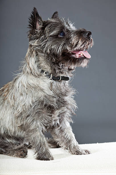 istock Cairn terrier dog with gray fur. Studio shot. 487856667