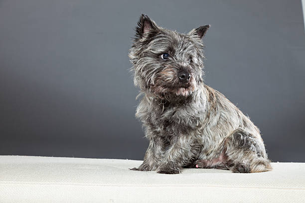 Cairn terrier dog with gray fur. Studio shot. Cairn terrier dog with gray fur. Studio shot against grey background. cairn terrier stock pictures, royalty-free photos & images