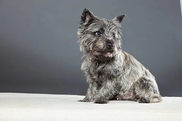 Cairn terrier dog with gray fur. Studio shot against grey background.