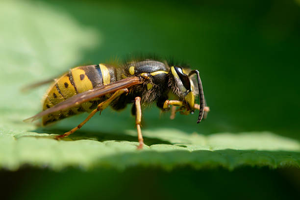 Common wasp stock photo