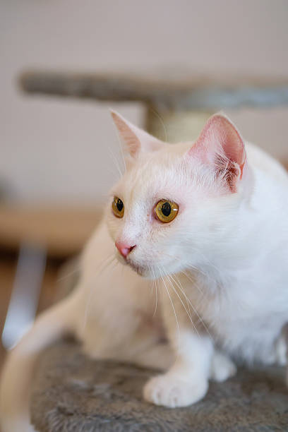 istock Portrait of white Cat staring 487859581