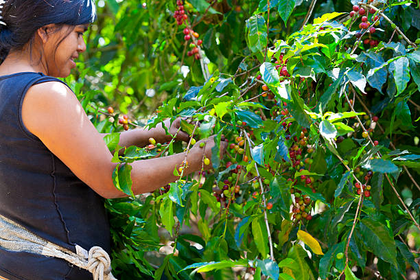mulher madura café colheita de frutas silvestres - starbucks coffee bean editorial - fotografias e filmes do acervo