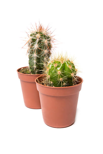 istock Collection of cactus isolated on white 487877889