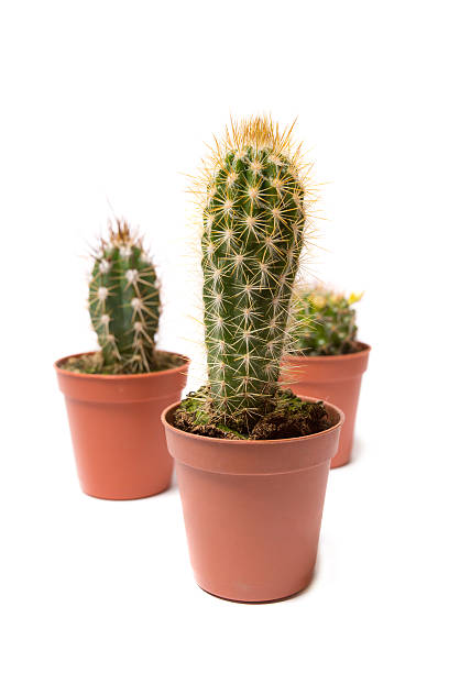 istock Collection of cactus isolated on white 487877893