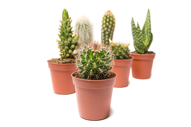 istock Collection of cactus isolated on white 487877903