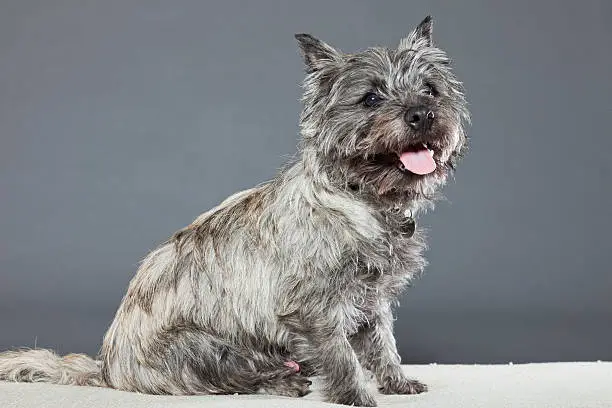 Cairn terrier dog with gray fur. Studio shot against grey background.