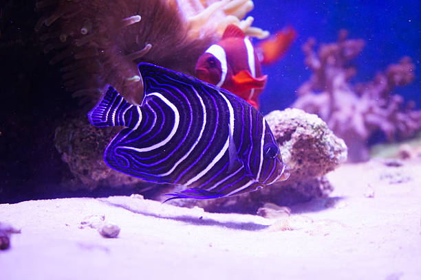 istock Fish in sea aquarium 487878939