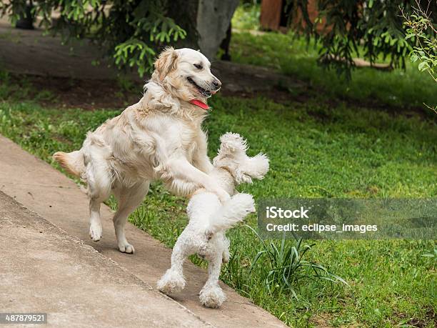 A Tocar Cães - Fotografias de stock e mais imagens de Alegria - Alegria, Animal, Animal Doméstico