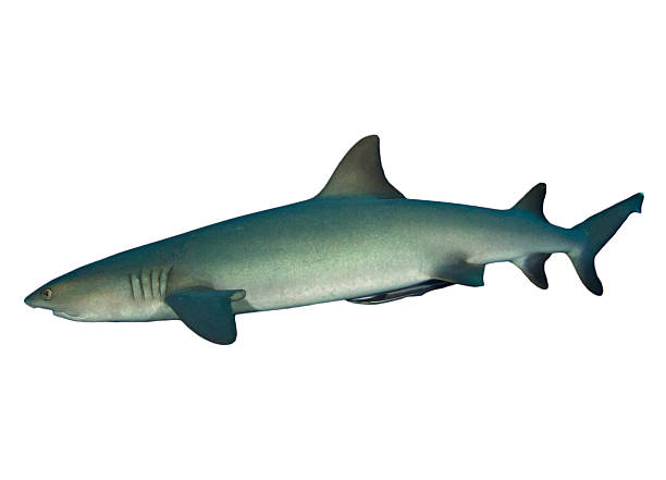 weißspitzenhai isoliert - whitetip reef shark stock-fotos und bilder