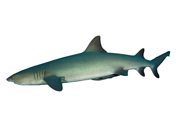 istock Whitetip Reef Shark isolated 487879843