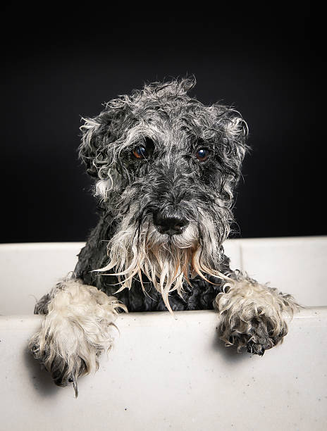 istock Schnauzer dog in bathtub 487880423