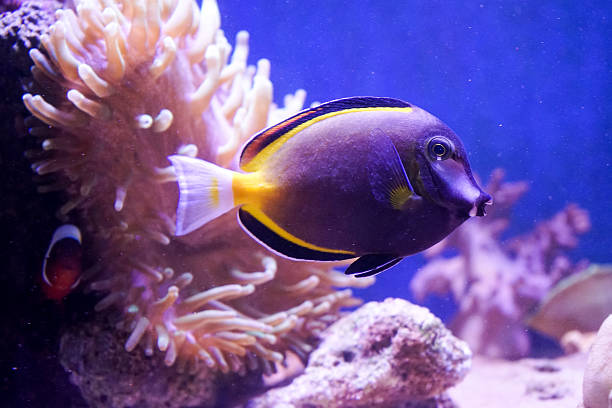 istock Tank Fish in sea aquarium 487880533