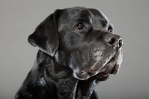 istock Old black labrador retriever. Studio shot against grey background. 487880753