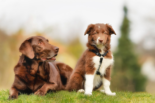 Adult brown labrador and brown and white border collie puppy.