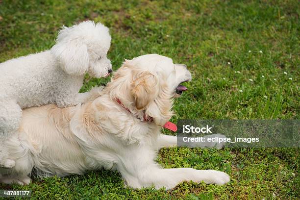 Spielen Hunde Stockfoto und mehr Bilder von Aktivitäten und Sport - Aktivitäten und Sport, Bewegung, Domestizierte Tiere