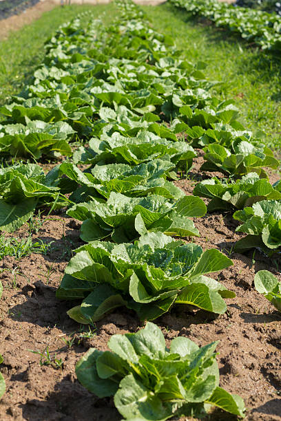 istock Kale in farm,agriculture background 487881683