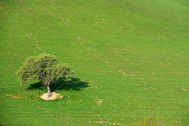 istock tree alone in the country field 487881689