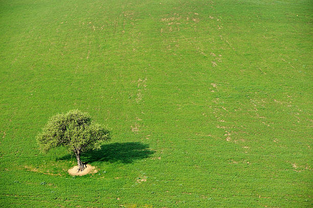 istock tree alone in the country field 487881695