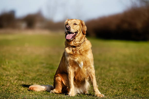 istock Purebred dog on grass field 487881803