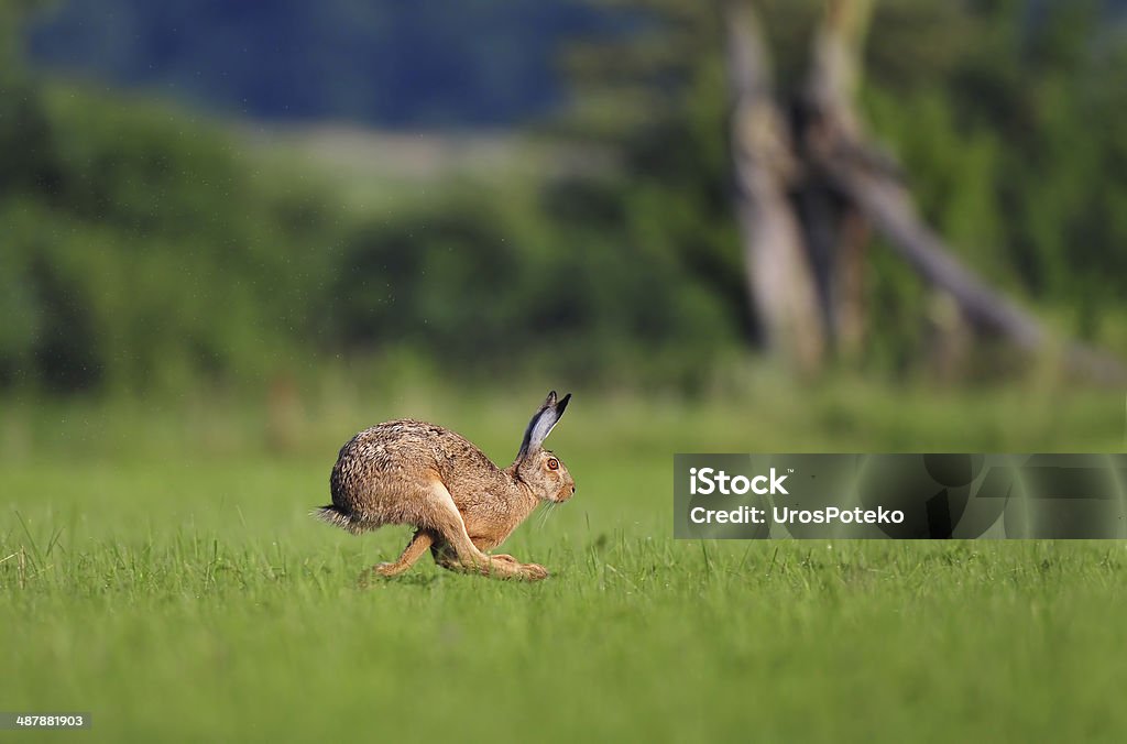 Brown hare running Photo of hare running in a field Running Stock Photo