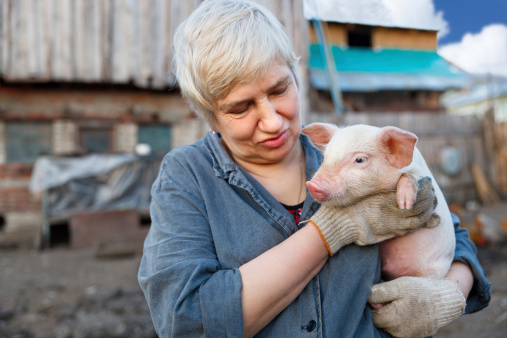 adult woman holding a small pig