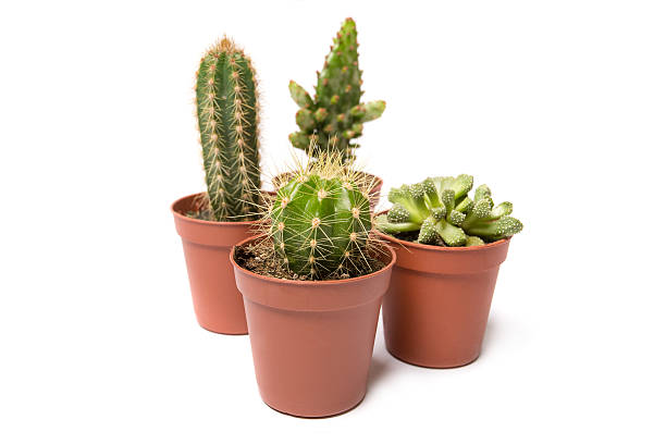 istock Collection of cactus isolated on white 487882579
