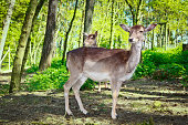 Roe deers in forest