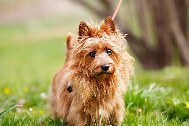 australische terrier - australian terrier stock-fotos und bilder