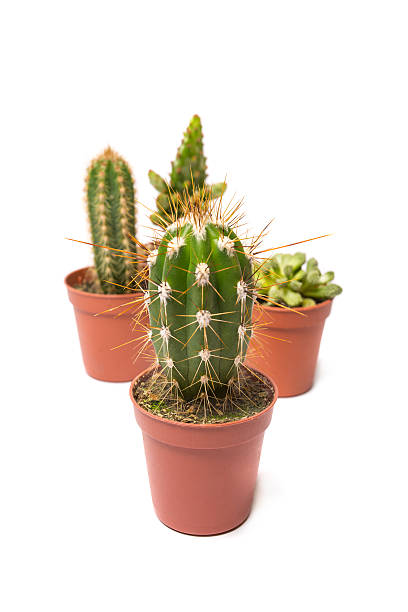 istock Collection of cactus isolated on white 487884397