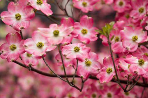 Pink Dogwood in Spring