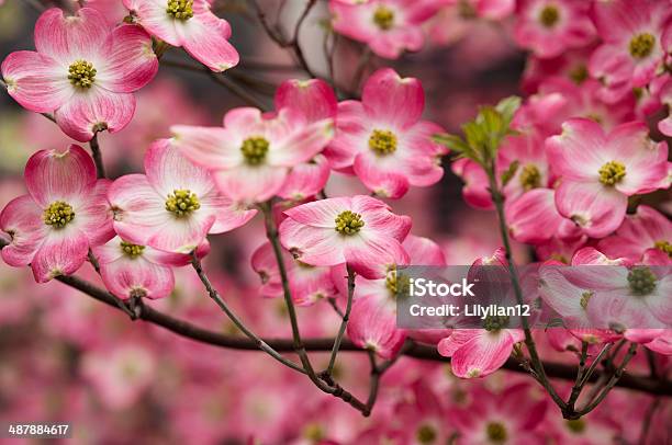 Pink Dogwood Stock Photo - Download Image Now - Dogwood, Tree, Pink Flowering Dogwood