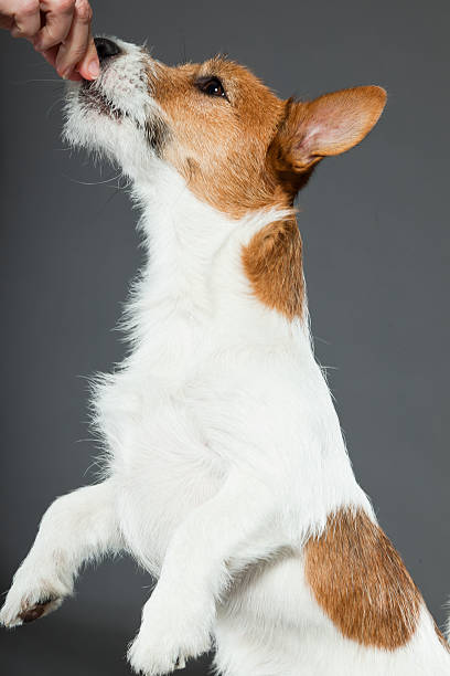 istock Jack russell dog against grey background. Studio shot. 487884909