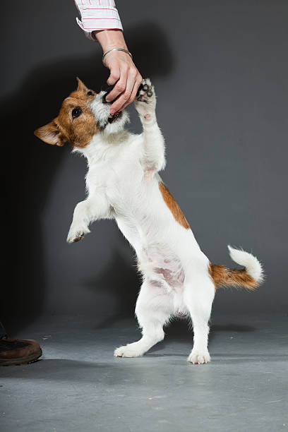istock Jack russell dog against grey background. Studio shot. 487884925