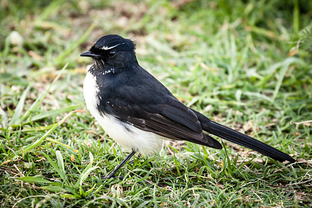 istock Willie Wagtail Bird Standing  in Grass 487884993