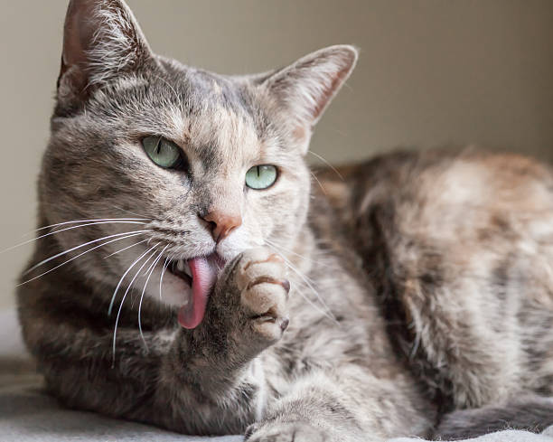 Ginger and Grey Tabby Cat Grooming Herself Ginger and grey tabby cat with green eyes licking her paw grooming animal behavior stock pictures, royalty-free photos & images